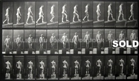 Muybridge - Animal Muybridge - Animal